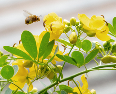 Amegilla bombiformis