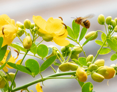 Amegilla bombiformis