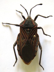 Pachylis pharaonis