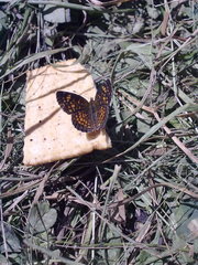 Phyciodes graphica graphica