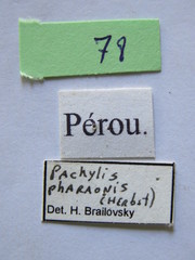 Pachylis pharaonis