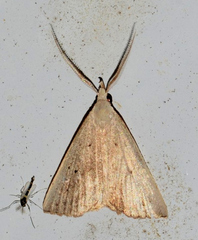 Macrochilo louisiana