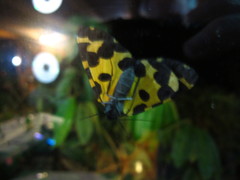 Pantherodes pardalaria