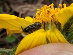 Acmaeodera retifera