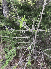 Zanthoxylum hirsutum