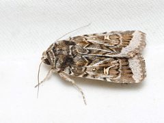 Proteuxoa oxygona
