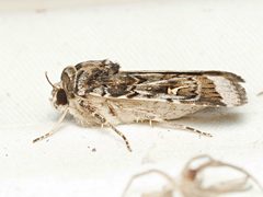 Proteuxoa oxygona