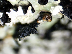 Hypogymnia incurvoides