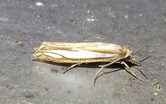 Crambus satrapellus