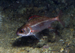 Sargocentron punctatissimum