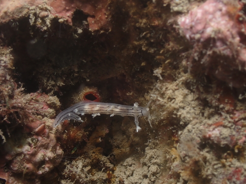 Candiella striata