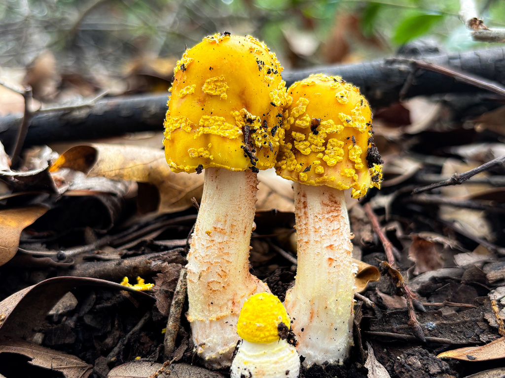 Amanita flavorubens · April 2026 · photo: © jeremyeven-flint (iNaturalist, cc-by)
