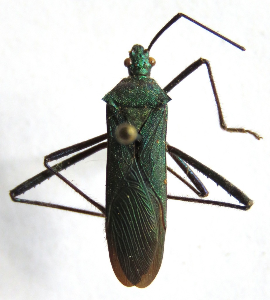 Phthiadema smaragdina