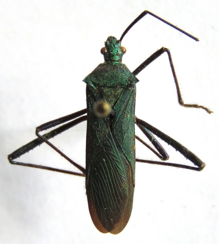Phthiadema smaragdina
