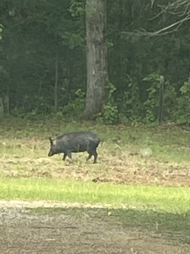 Wild Boar
