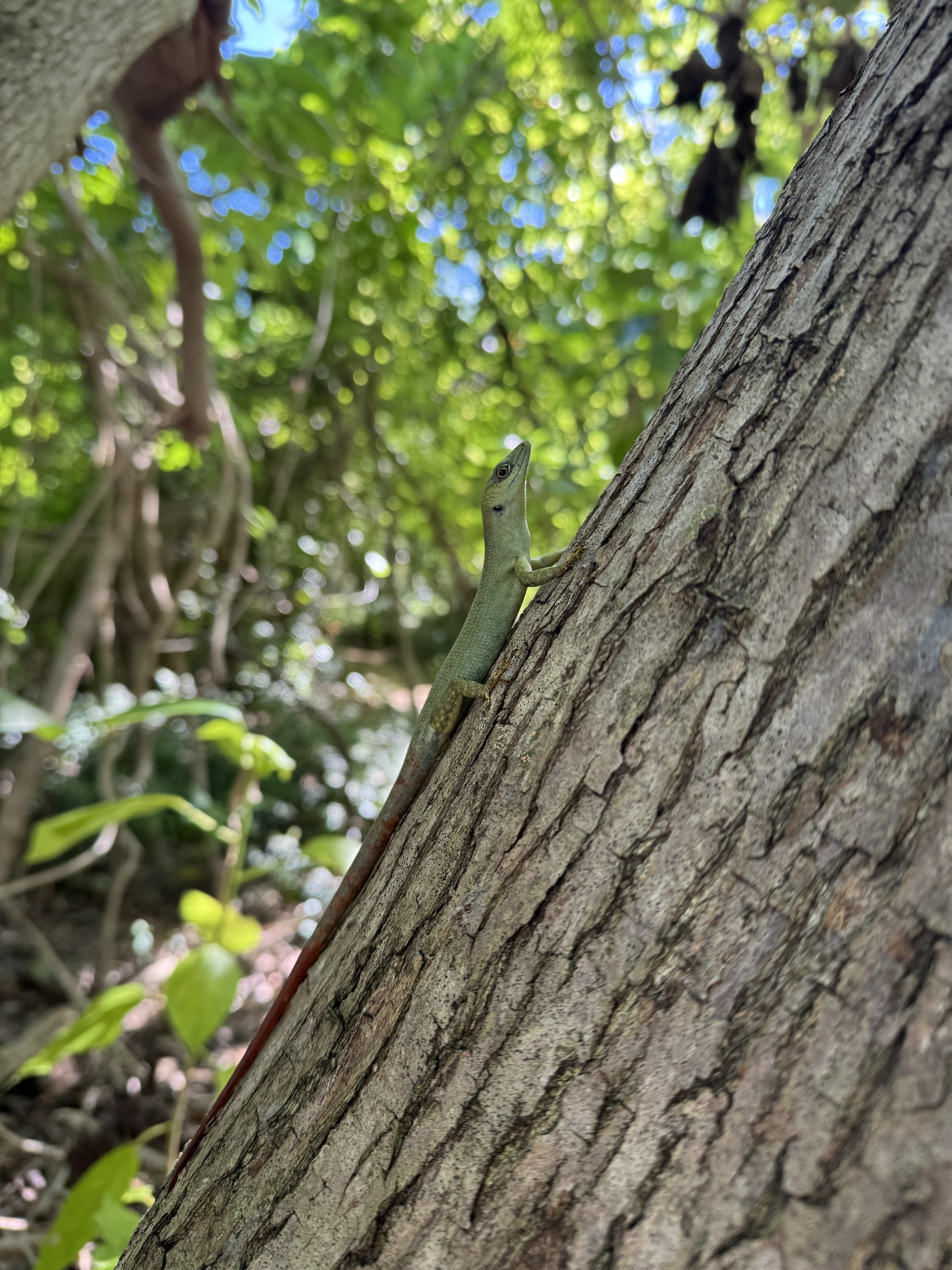 Fiji Green Emo Skink photo 5