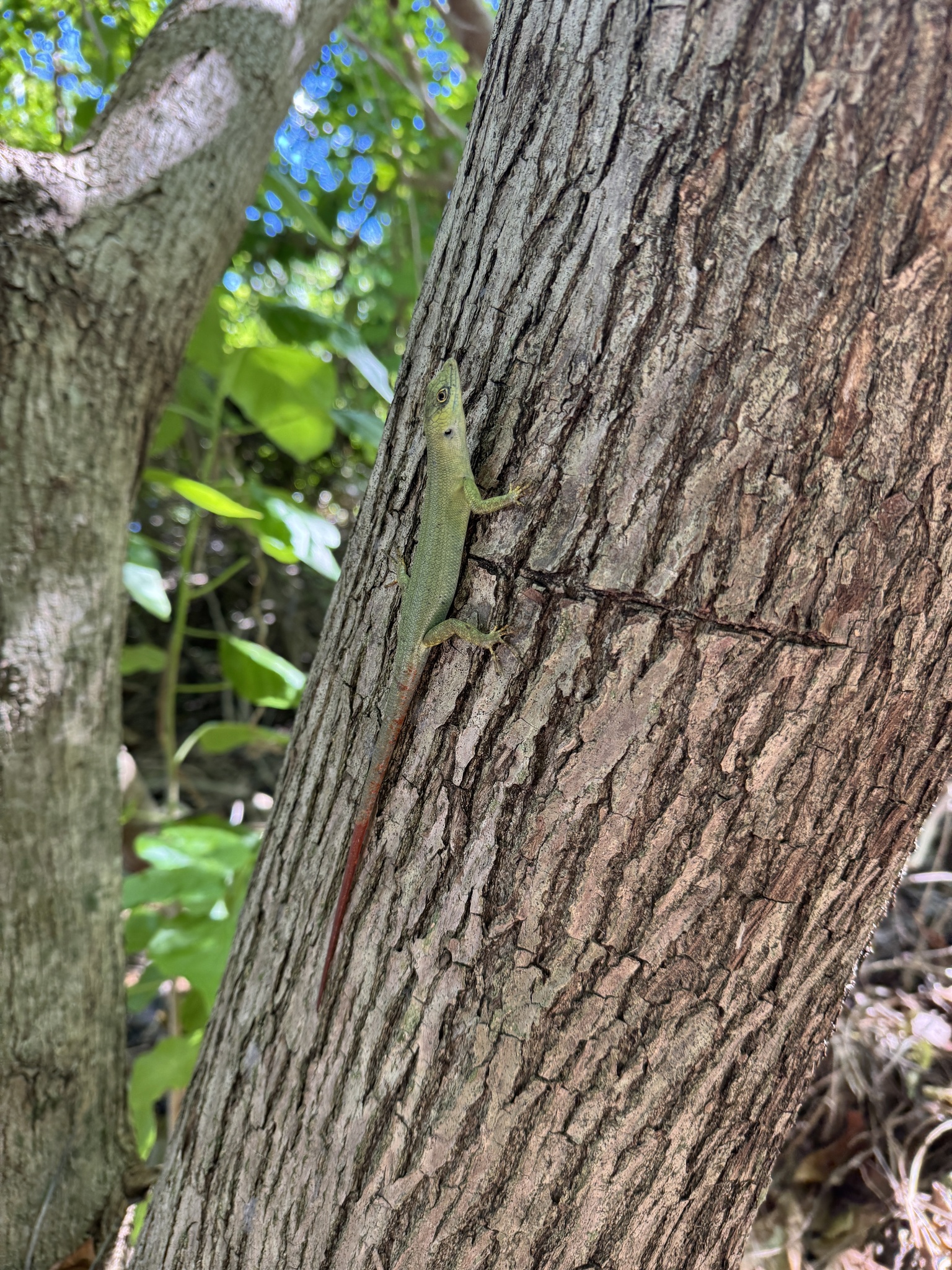 Fiji Green Emo Skink photo 6