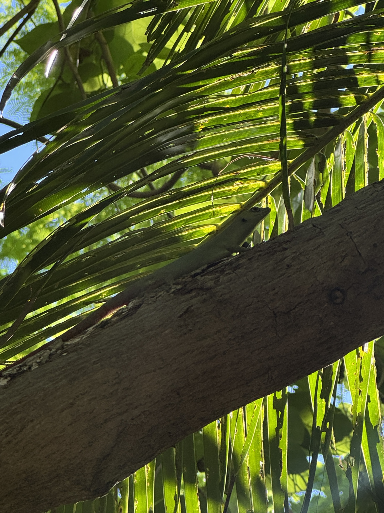Fiji Green Emo Skink photo 7