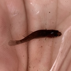 Umbra pygmaea