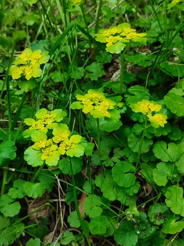 Alternate-leaved Golden Saxifrage