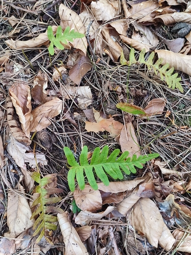 common polypody