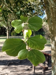 Trimeria grandifolia, photograph (c) Burgert Jordaan, some rights reserved (CC BY)