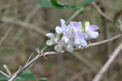 Lathyrus venosus