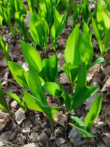 European lily of the valley