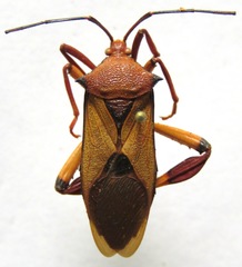 Melucha biolleyi