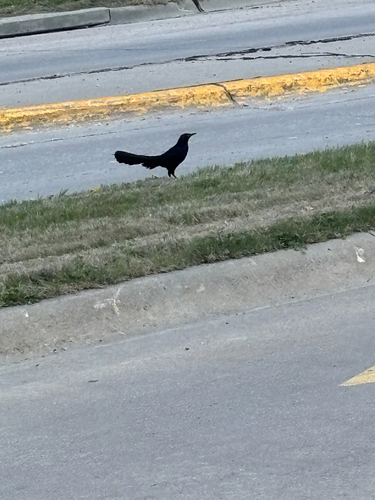 Great-tailed Grackle
