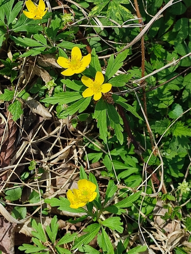 Yellow Anemone