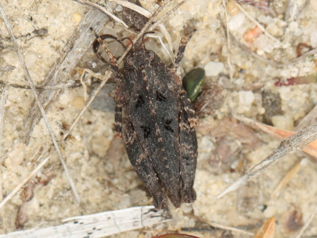 Crested Pygmy Grasshopper