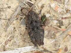 Crested Pygmy Grasshopper
