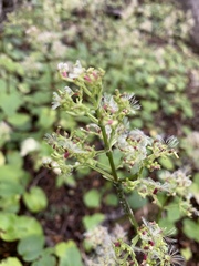 Valeriana lapathifolia