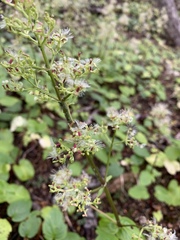 Valeriana lapathifolia