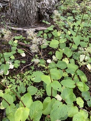 Valeriana lapathifolia