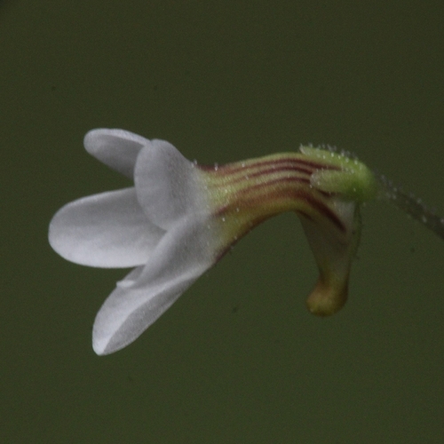Side view of a white butterwort flower with a striped tube and curved spur.