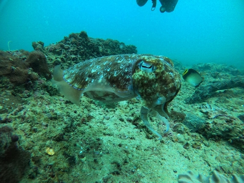 Acanthosepion pharaonis