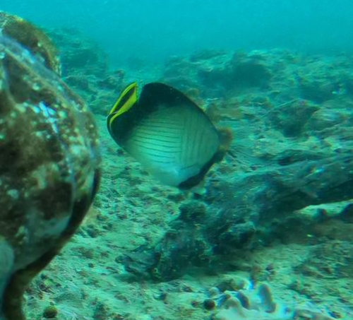 Chaetodon decussatus