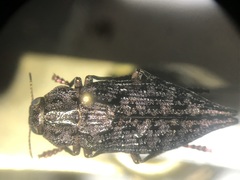 Dicerca tenebrosa