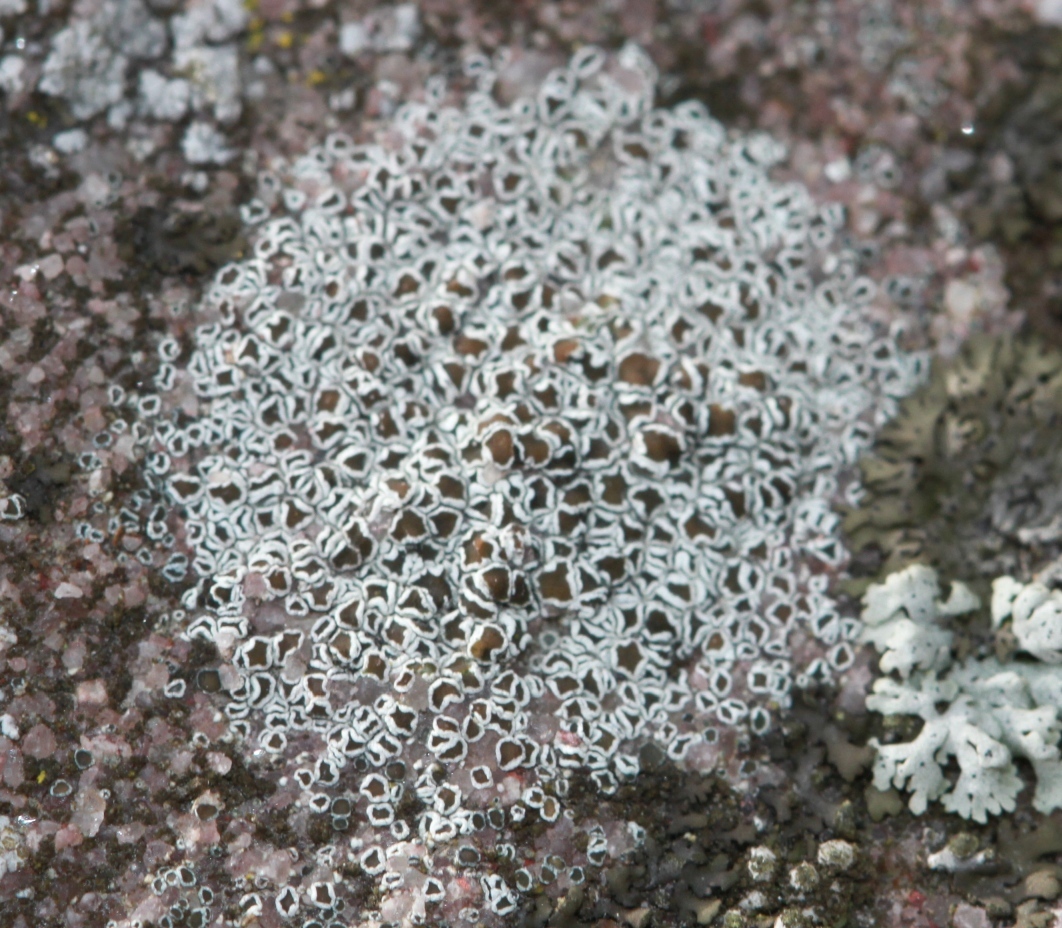 Myriolecis dispersa image