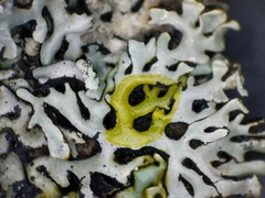 Hypogymnia incurvoides