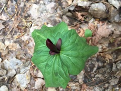 Trillium kurabayashii