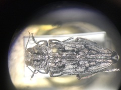 Chrysobothris dentipes