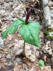 Trillium kurabayashii