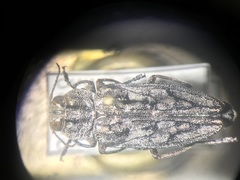 Chrysobothris dentipes