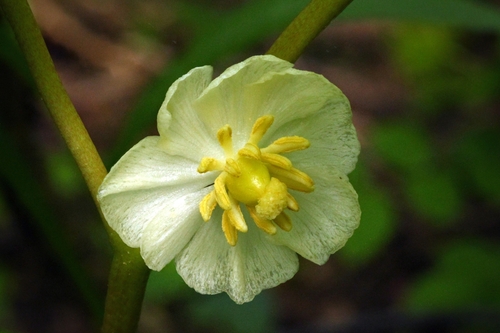 mayapple