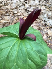 Trillium kurabayashii