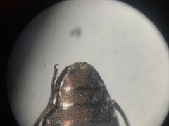 Chrysobothris dentipes