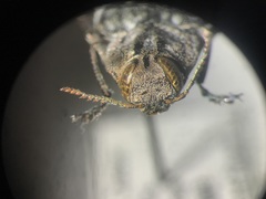 Chrysobothris dentipes